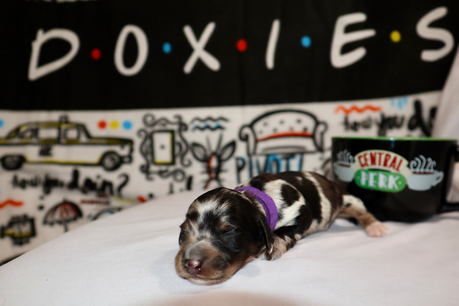 Monica puppy