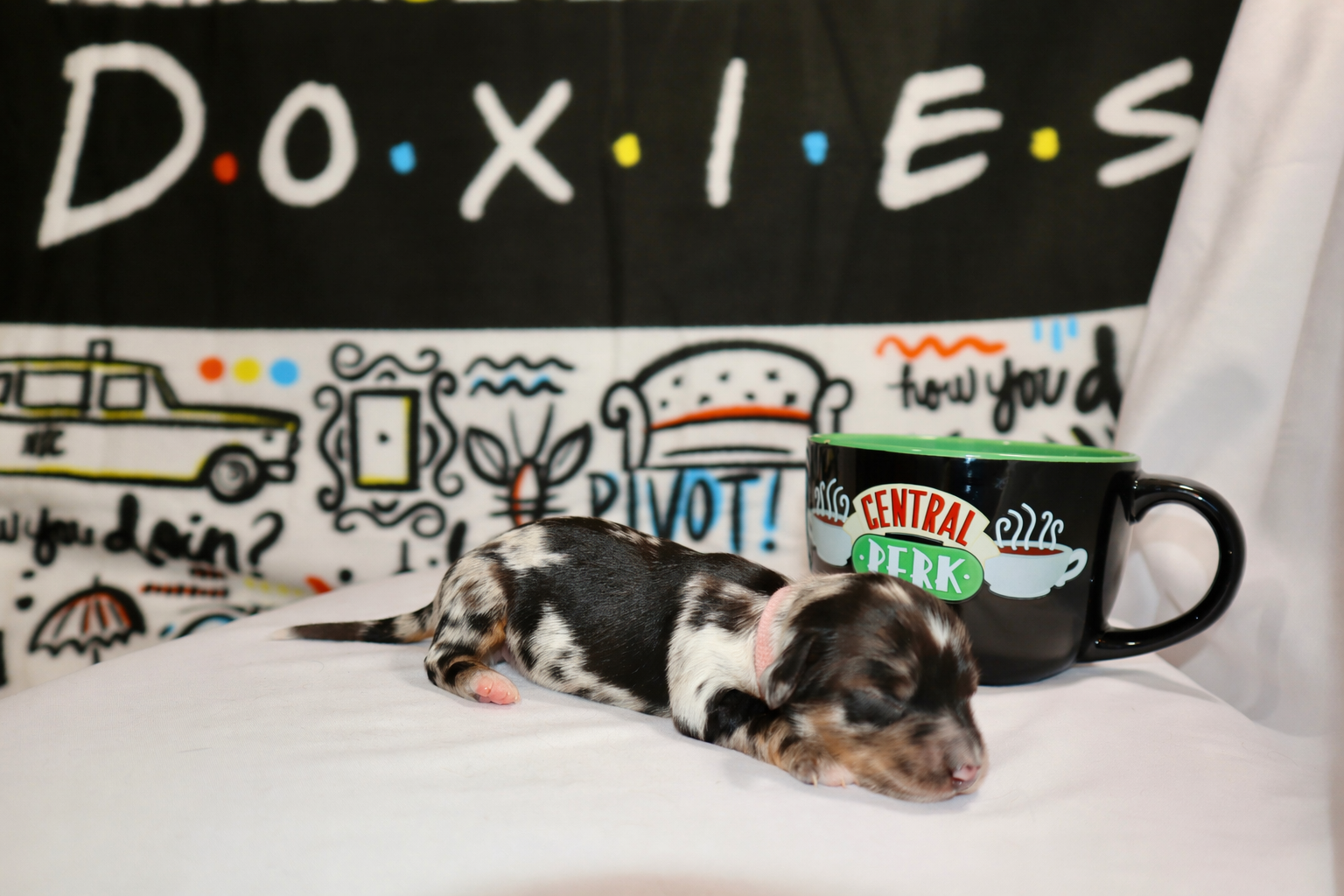 Phoebe puppy
