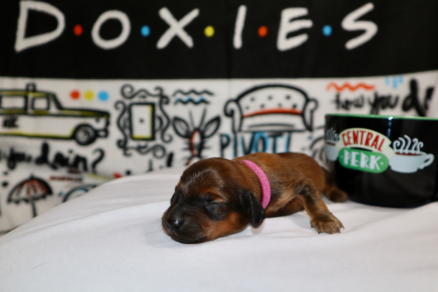 Rachel puppy