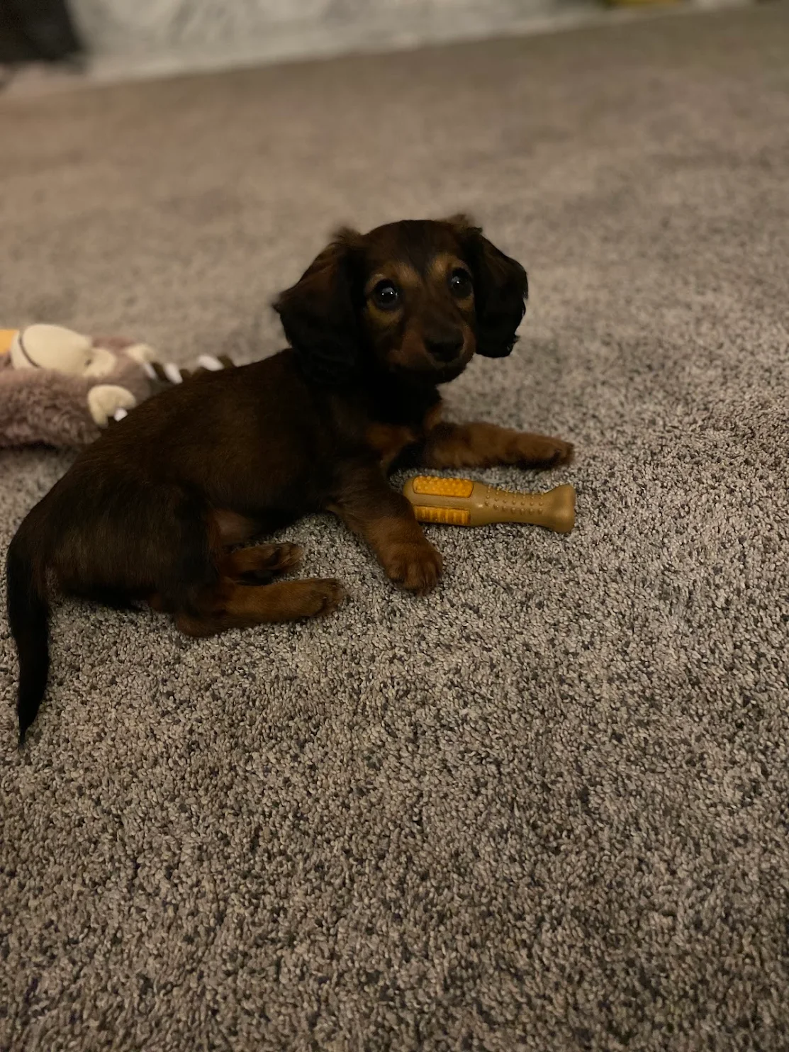 Berry family Isle of Doxies puppy on the carpet
